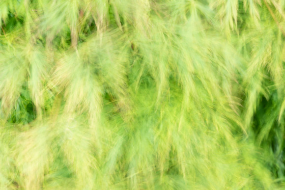 Japanese Maple in the breeze