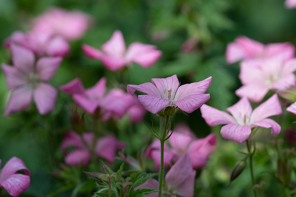 Geranium