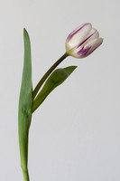 Tulipa sp. 3
