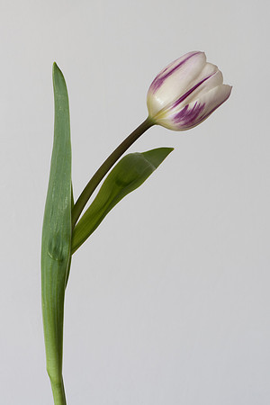 Tulipa sp. 3