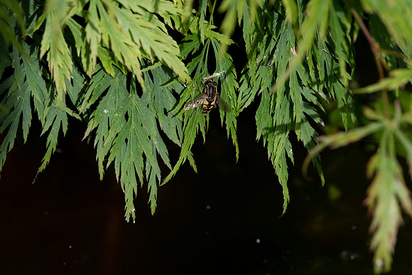Japanese Maple with Hoverfly