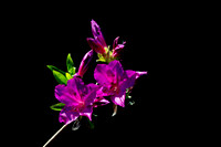 Azalea