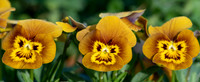 Viola cornuta 'Deltini Honey Bee'