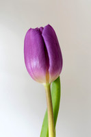 Tulipa sp.