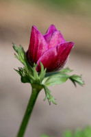 Anemone coronaria