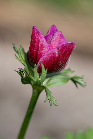 Anemone coronaria