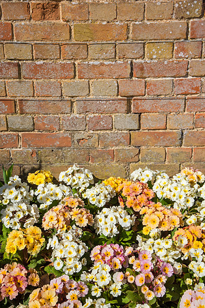 Polyanthus (Primulas) against a sunny wall