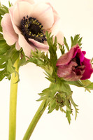 Anemone coronaria
