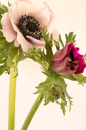 Anemone coronaria