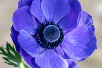 Anemone coronaria