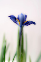 Iris reticulata
