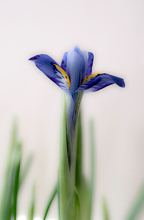 Iris reticulata