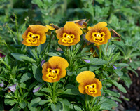 Viola cornuta 'Deltini Honey Bee'