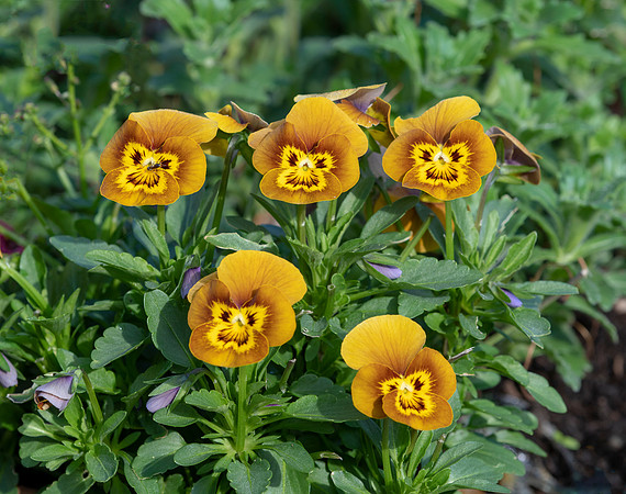 Viola cornuta 'Deltini Honey Bee'