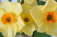 Narcissus jonquilla