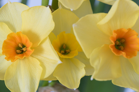 Narcissus jonquilla