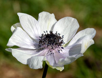 Anemone coronaria