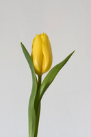 Tulipa sp. 2