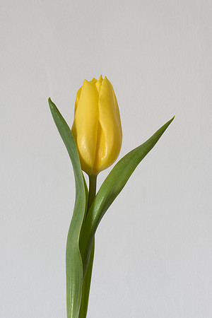 Tulipa sp. 2