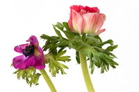 Anemone coronaria