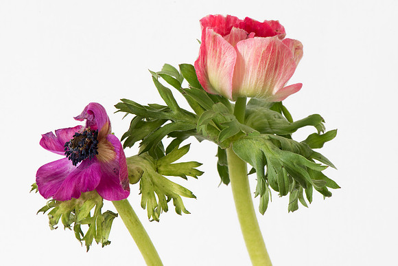 Anemone coronaria