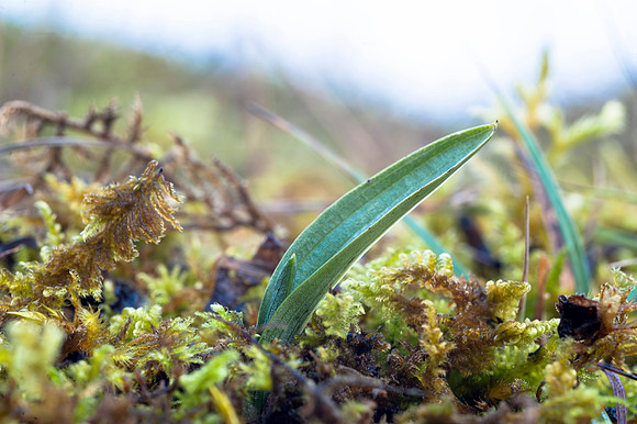 Ophrys insectifera, Fly Orchid.