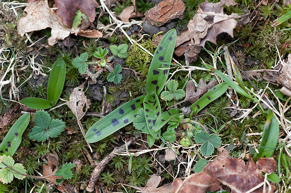 Orchis mascula, Early Purple Orchid, March 2015