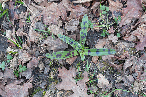 Orchis mascula, Early Purple Orchid, March 2015