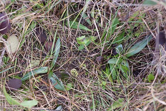 Ophrys apifera, Bee Orchid foliage January 2015
