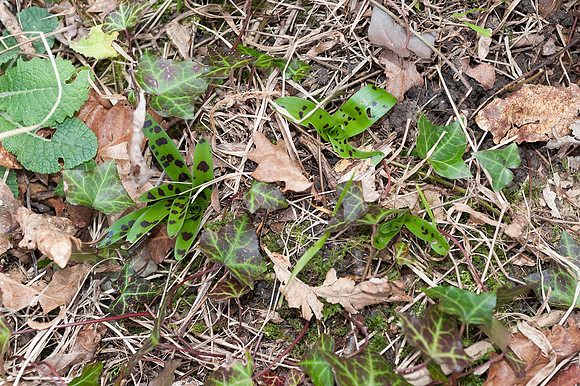 Orchis mascula, Early Purple Orchid, March 2015