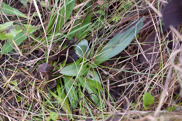 Ophrys apifera, Bee orchid foliage January 2015