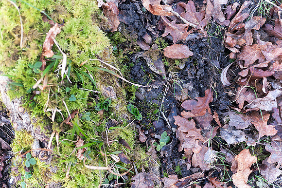 Orchis mascula, Early Purple Orchid February 2015