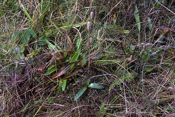 Ophrys apifera, Bee Orchid foliage January 2015