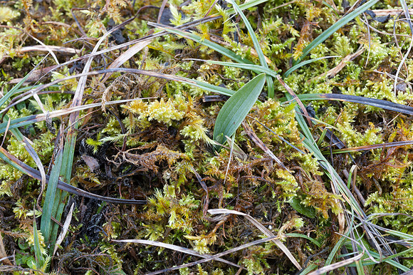 Ophrys insectifera, Fly Orchid.
