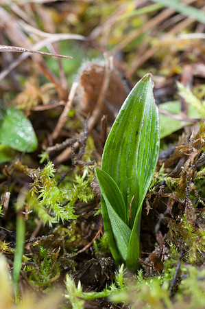 Ophrys insectifera, Fly Orchid.
