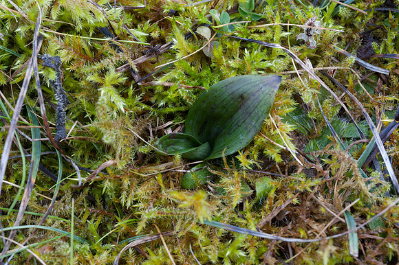 Ophrys insectifera, Fly Orchid.