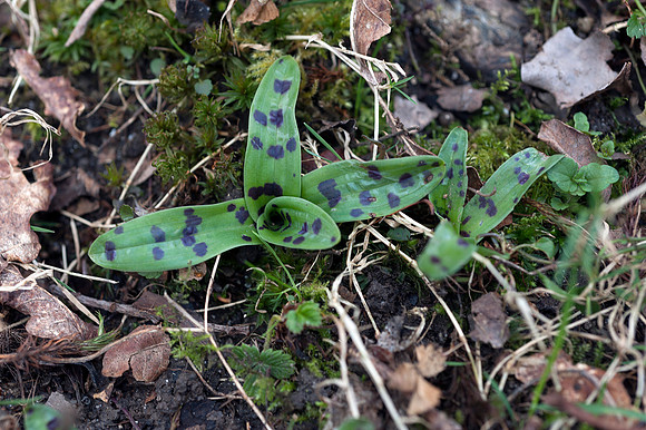 Orchis mascula, Early Purple Orchid, March 2015