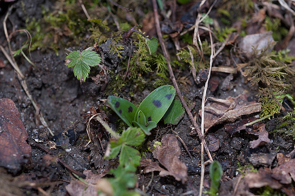 Orchis mascula, Early Purple Orchid February 2015