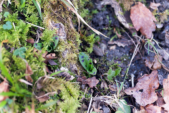 Orchis mascula, Early Purple Orchid February 2015