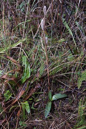 Ophrys apifera, Bee Orchid foliage January 2015