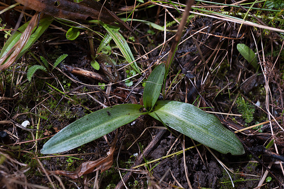 Ophrys apifera, Bee Orchid foliage January 2015