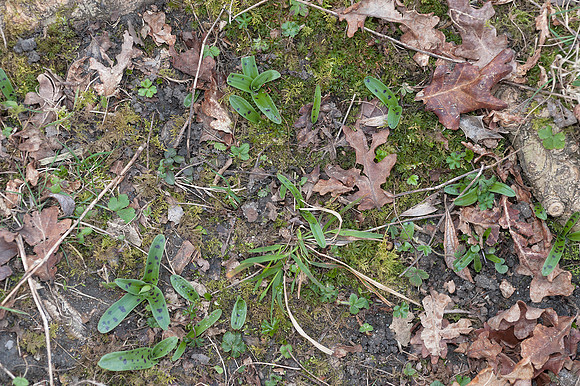 Orchis mascula, Early Purple Orchid, March 2015