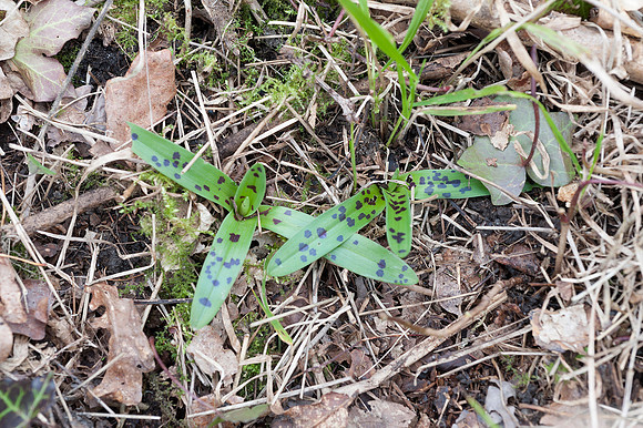Orchis mascula, Early Purple Orchid, March 2015