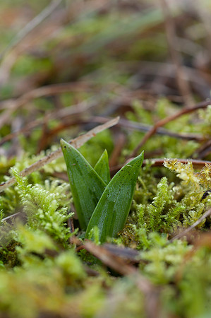 Ophrys insectifera, Fly Orchid.