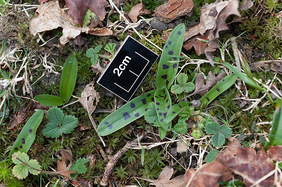 Orchis mascula, Early Purple Orchid, March 2015