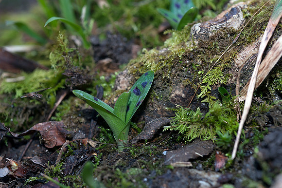 Orchis mascula, Early Purple Orchid February 2015