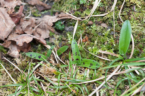 Orchis mascula, Early Purple Orchid, March 2015
