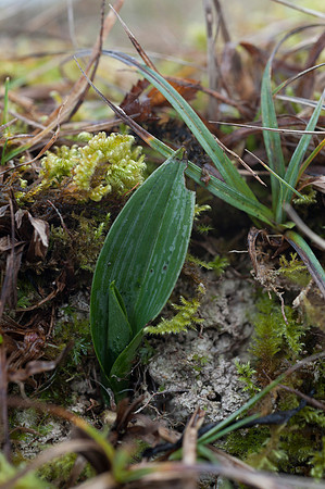 Ophrys insectifera, Fly Orchid.