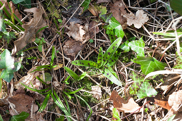 Orchis mascula, Early Purple Orchid, March 2015