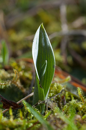 Ophrys insectifera, Fly Orchid.